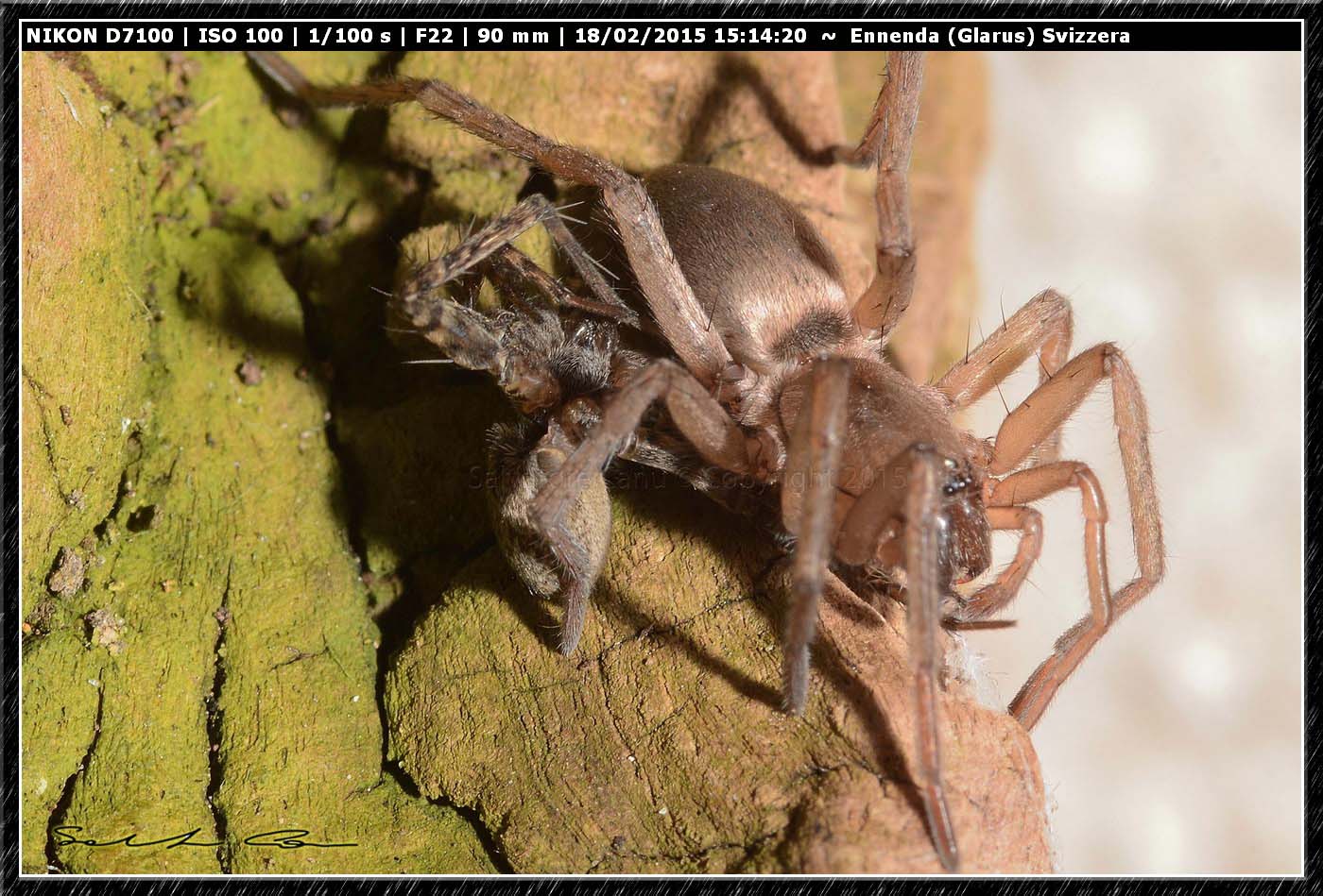 Drassodes sp. preda Pardosa sp. - Ennenda (Glarus), Svizzera